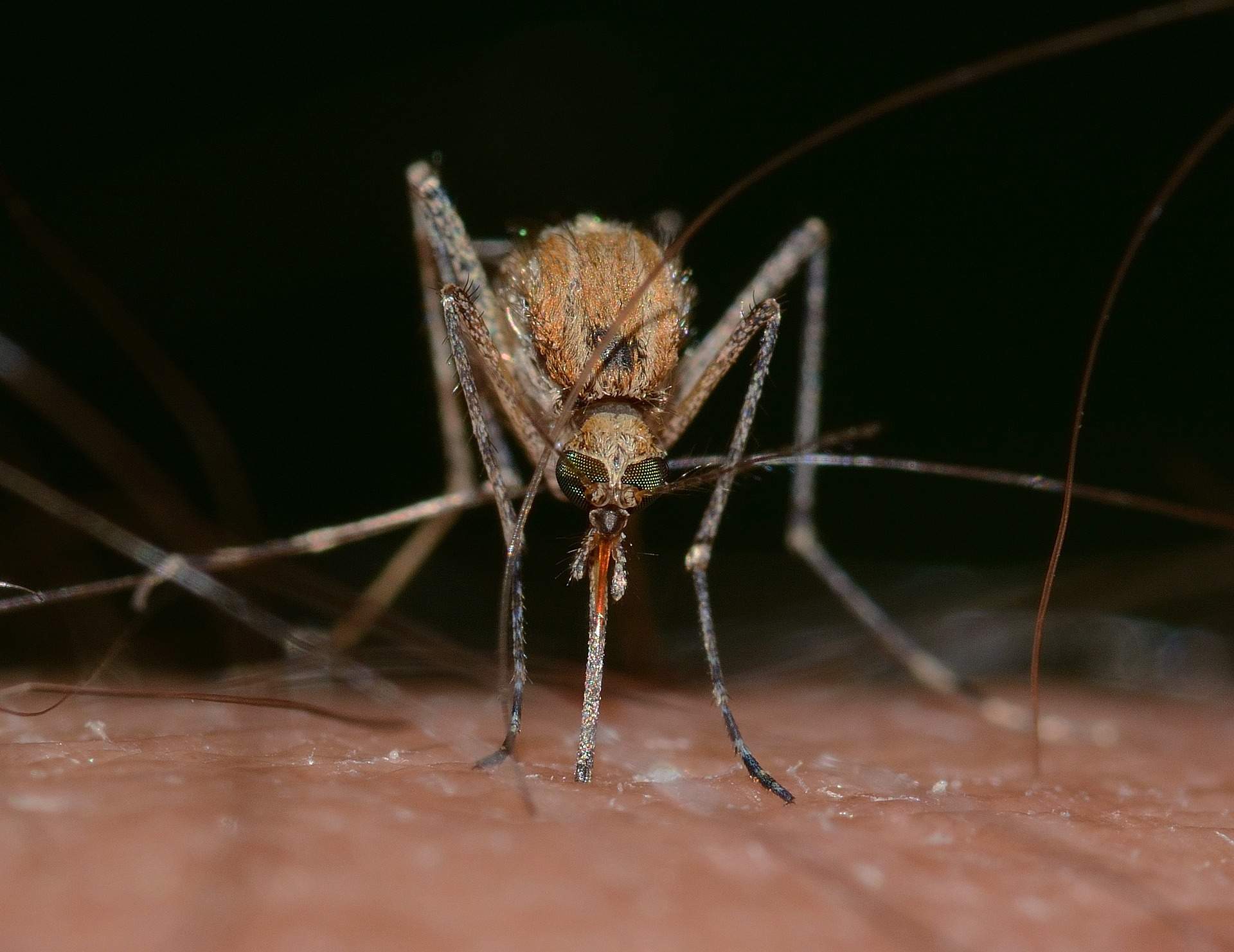 Alerta por el aumento de casos de dengue en Catalunya: 528 casos desde 2022