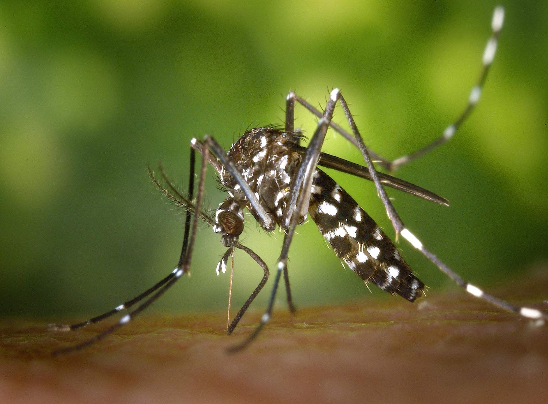 Como prevenir las arbovirosis: enfermedades transmitidas sobre todo por mosquitos